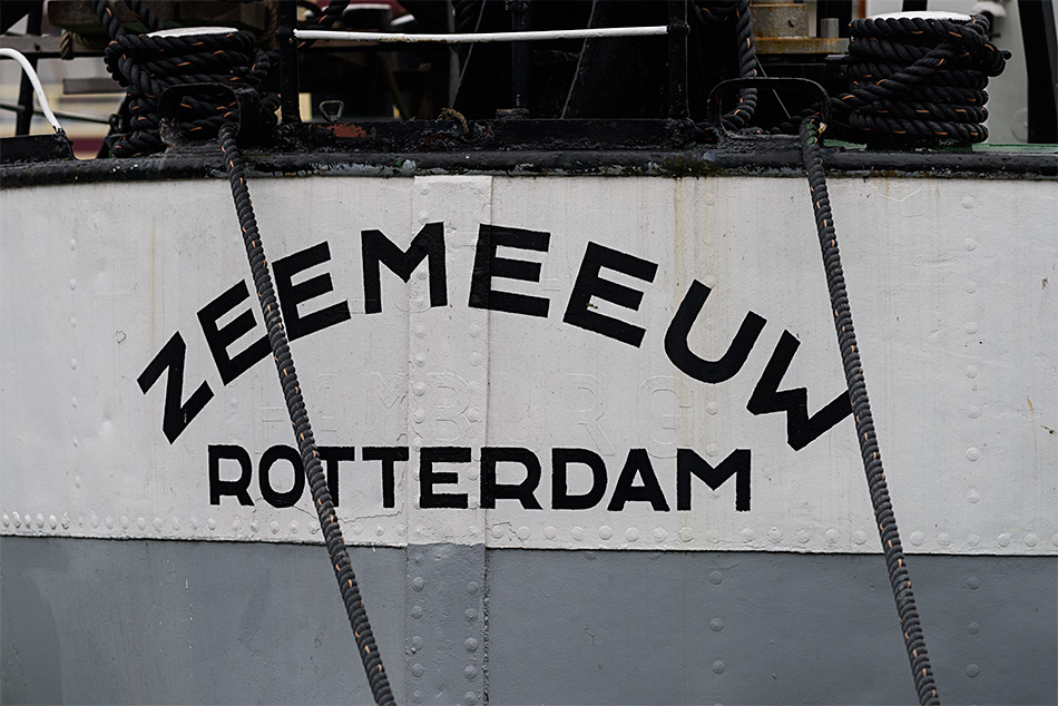 Zeemeeuw, Rotterdam, 15.10.2015